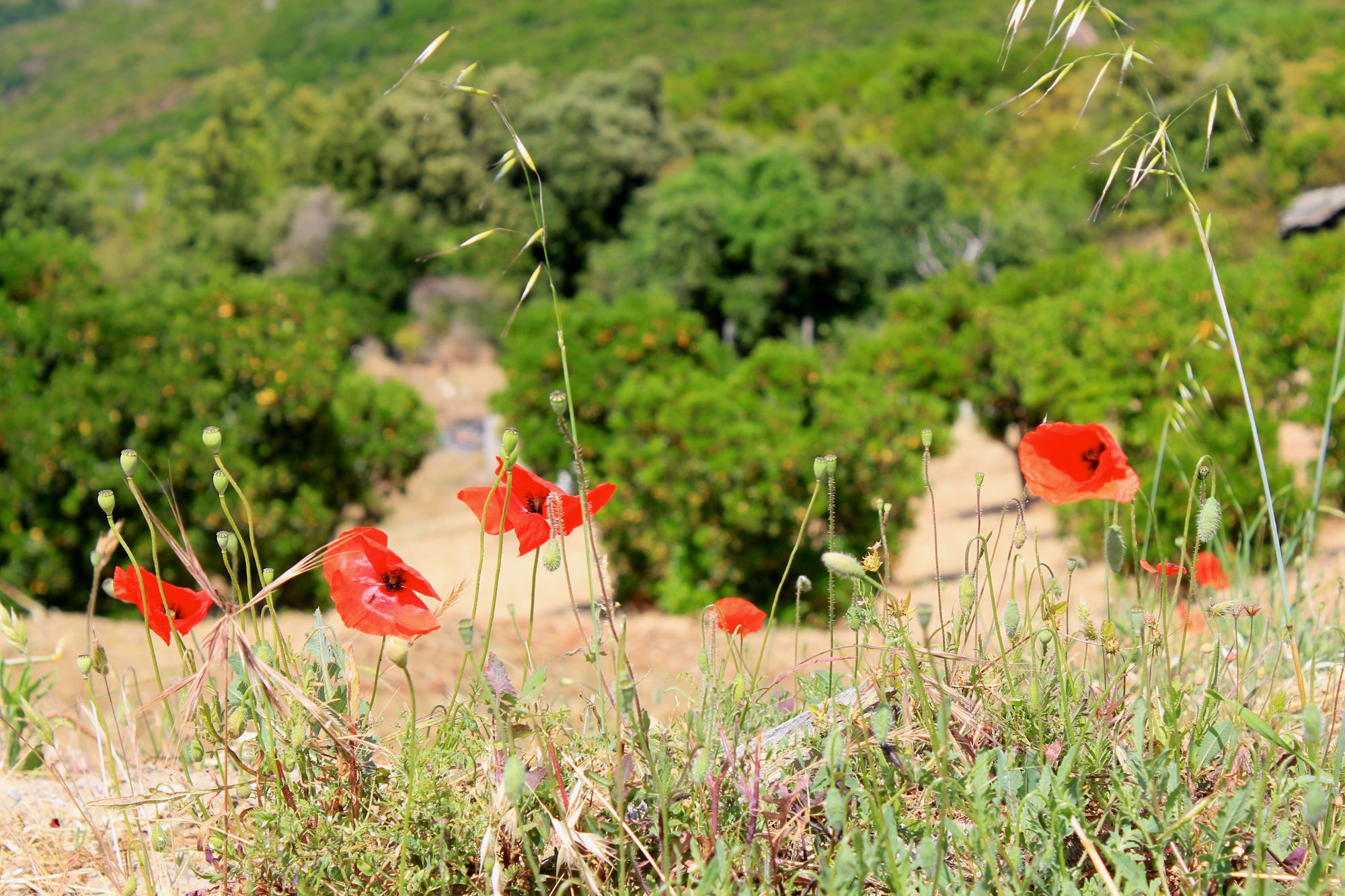 Rent, økologisk eller naturlig? Hva med ultra-prosessert?