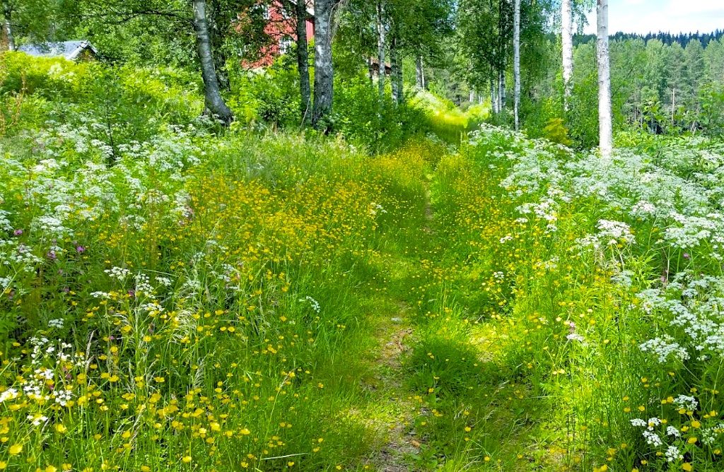 Løp en blomstereng!