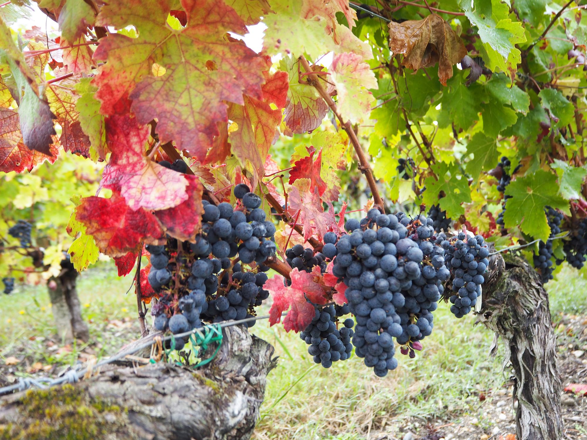 En perfekt høsthelg